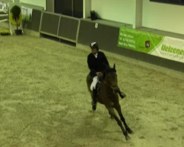 jumper Carrera 58 (Holsteiner, 2005, from Clearway)