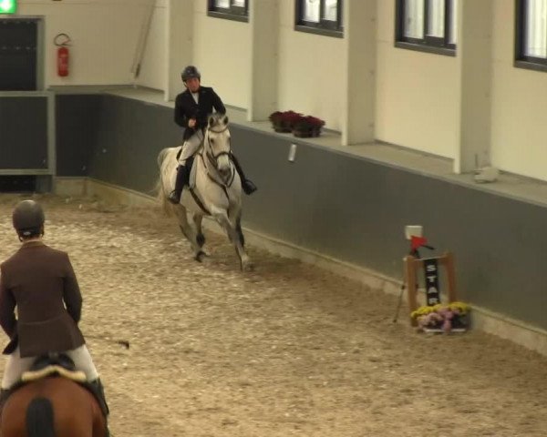 jumper Australian Sea vh Korenhof (Belgian Warmblood, 2000, from Codex)