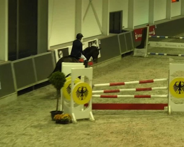 jumper Calgary 69 (Holsteiner, 2007, from Canturano I)