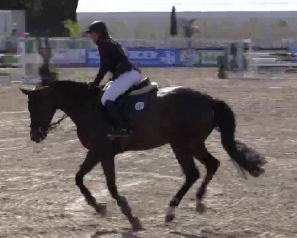 jumper Daybridge (KWPN (Royal Dutch Sporthorse), 2008, from Quasimodo Z)