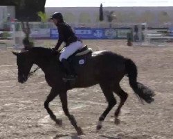 jumper Daybridge (KWPN (Royal Dutch Sporthorse), 2008, from Quasimodo Z)