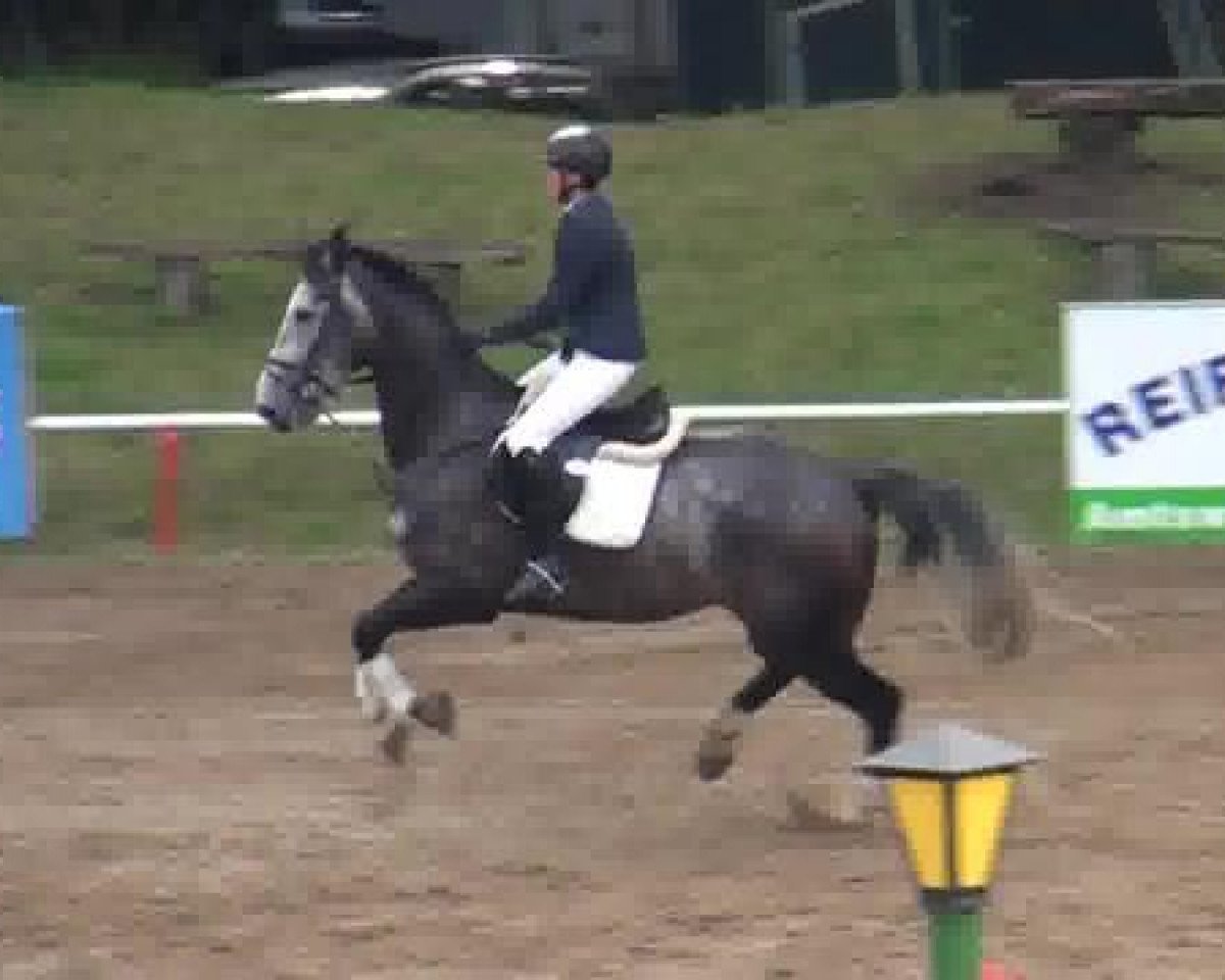 jumper Cracker 34 (KWPN (Royal Dutch Sporthorse), 2008, from Equador)