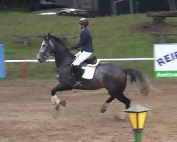 jumper Cracker 34 (KWPN (Royal Dutch Sporthorse), 2008, from Equador)