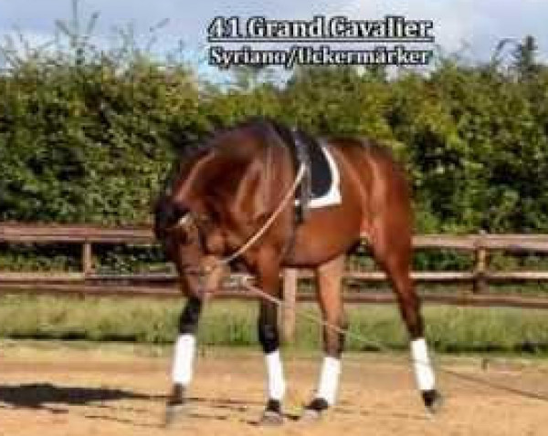 horse Grand Cavalier (Trakehner, 2011, from Syriano)