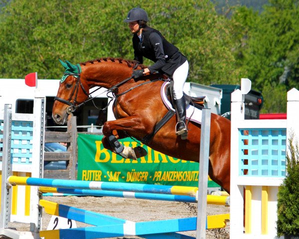 horse Antares (Bavarian, 2010, from Acolydor)