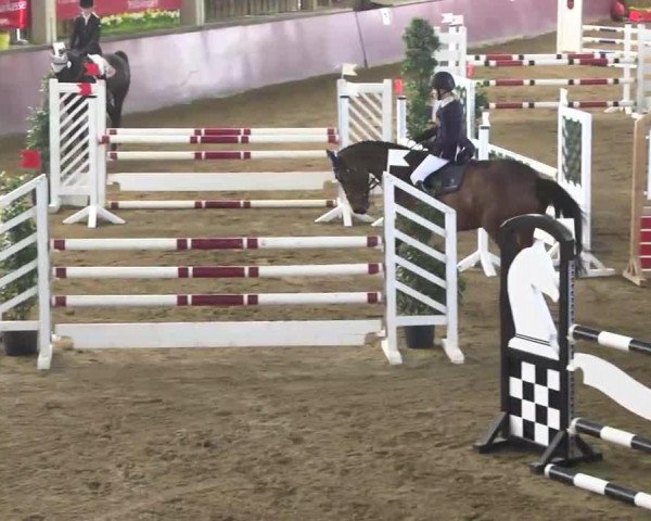 jumper Gyni (KWPN (Royal Dutch Sporthorse), 2007, from Goodtimes)