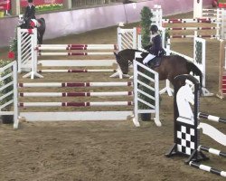 jumper Gyni (KWPN (Royal Dutch Sporthorse), 2007, from Goodtimes)