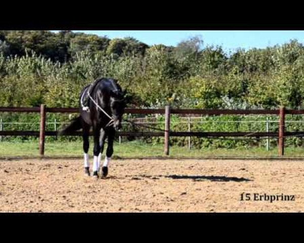 jumper Erbprinz (Trakehner, 2011, from Hirtentanz 2)