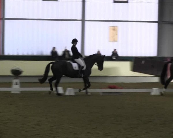 jumper Da Vinci (Westphalian, 2007, from Davignon I) jumper Da Vinci (Westphalian, 2007, from Davignon I)