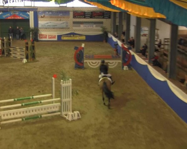 jumper Precious 3 (KWPN (Royal Dutch Sporthorse), 1997, from Landwind II)