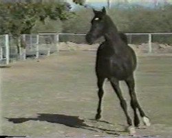stallion The Prophecy ox (Arabian purebred, 1994, from Lion of Judah ox)