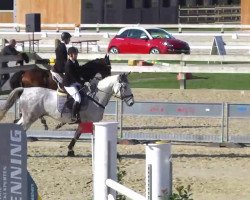jumper Mystere du Ried (unknown, 2000)