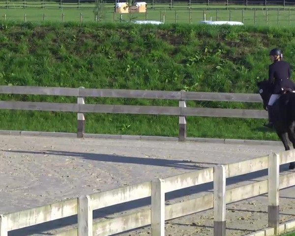 Pferd San Diego II (Trakehner, 2006, von Heops)