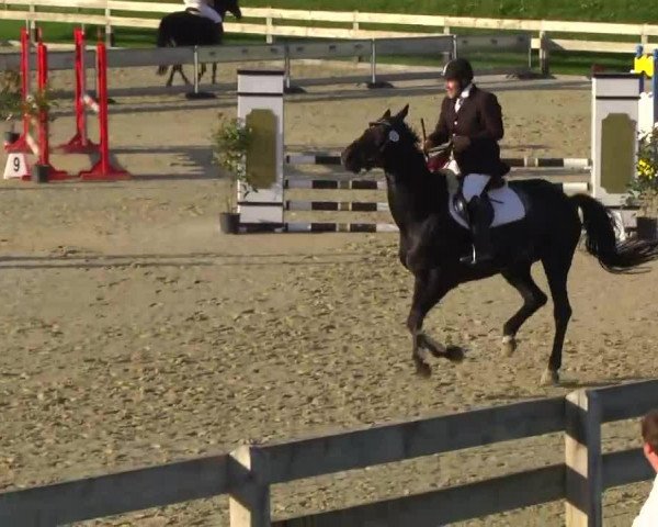 jumper Black Magic Woman 2 (Oldenburg, 2004, from Stradivari)