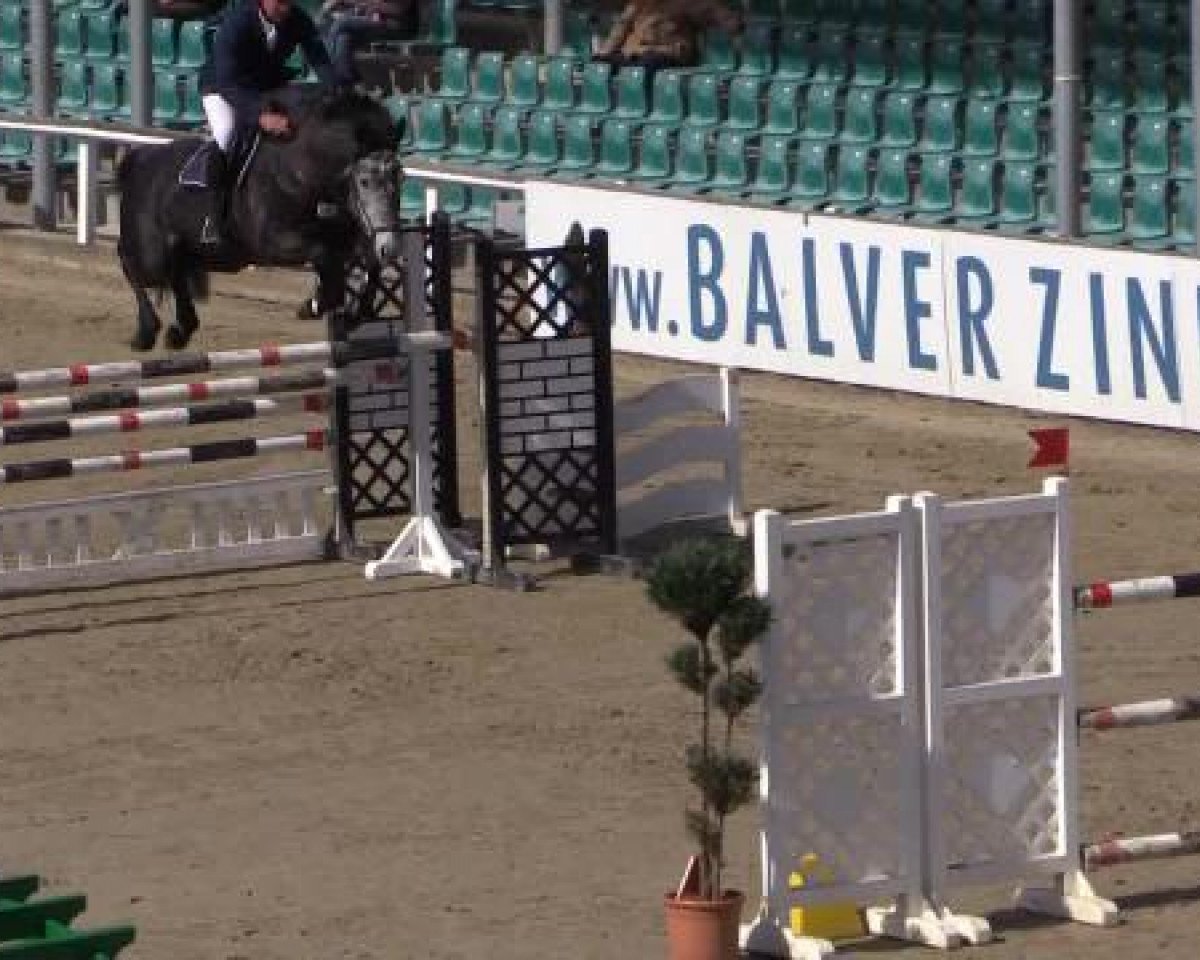 broodmare Black Pearl- P (Oldenburg, 2008, from Abke 4)