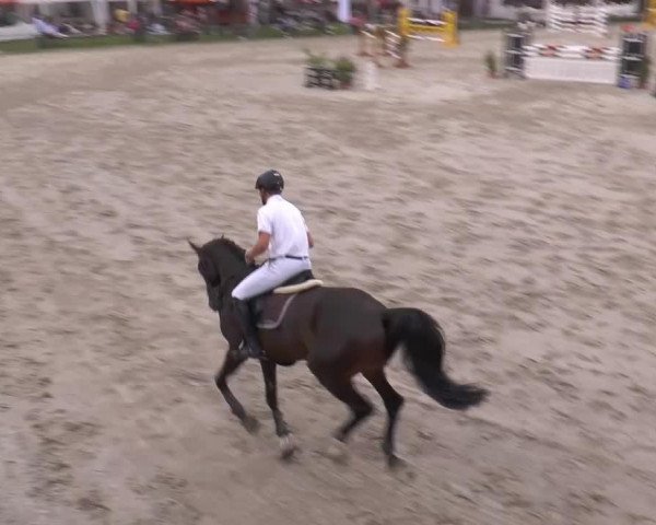 jumper Calina P (Westphalian, 2009, from Cassus 2)