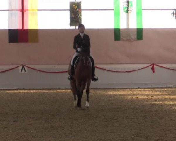 dressage horse Saprisco (Oldenburg, 2008, from Sandro Prinz)