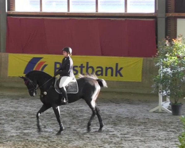 Pferd Rubinus F (unbekannt, 0000)