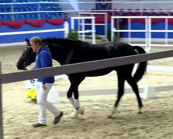 horse Hengst von Sir Donnerhall (Rhinelander, 2011, from Sir Donnerhall I)