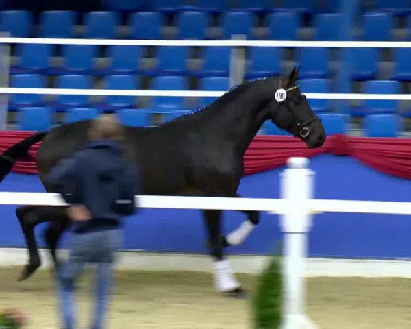 horse Hengst von Florencio I (Hanoverian, 2011, from Florencio I)
