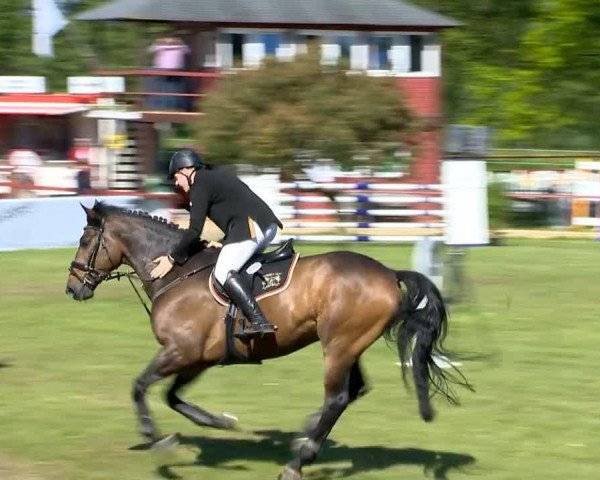 jumper United 57 (KWPN (Royal Dutch Sporthorse), 2008, from Utah)