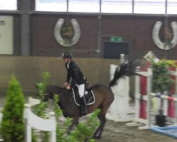 Pferd Charipa (unbekannt, 2008)