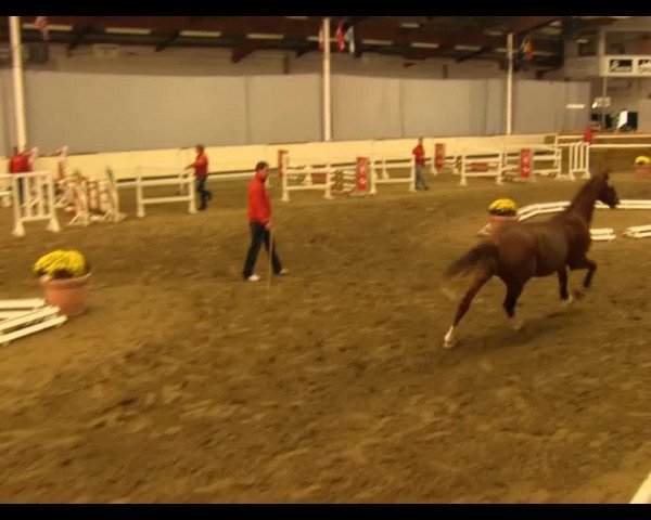 Pferd Goedmakertje GH (KWPN (Niederländisches Warmblut), 2011, von Spartacus TN)