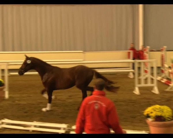 Dressurpferd Vitaly 4 (Westfale, 2011, von Vitalis)