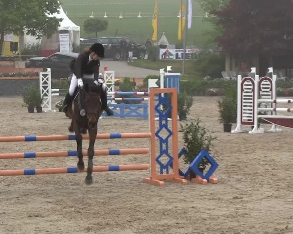 dressage horse DC (Holsteiner, 2009, from Diarado)