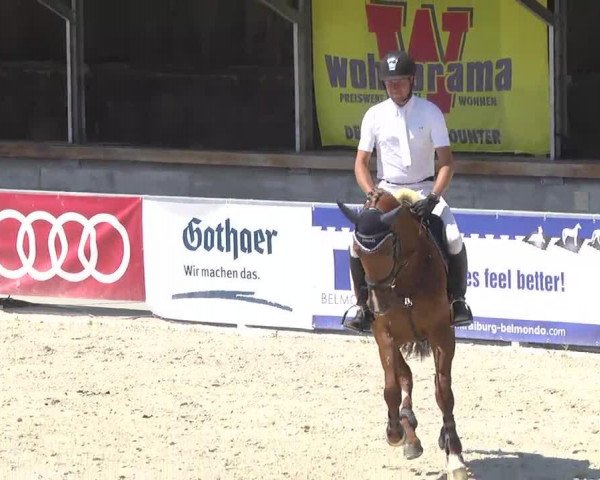 jumper Lapagina (German Sport Horse, 2009, from Levistano)