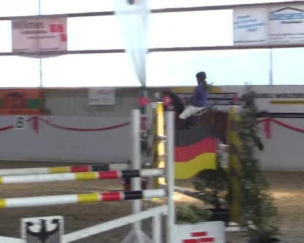 jumper Bella Vita (KWPN (Royal Dutch Sporthorse), 2009, from Phin Phin) jumper Bella Vita (KWPN (Royal Dutch Sporthorse), 2009, from Phin Phin)