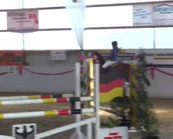 jumper Bella Vita (KWPN (Royal Dutch Sporthorse), 2009, from Phin Phin)