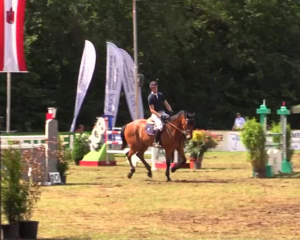 jumper Lacardo (Holsteiner, 2008, from Landos)