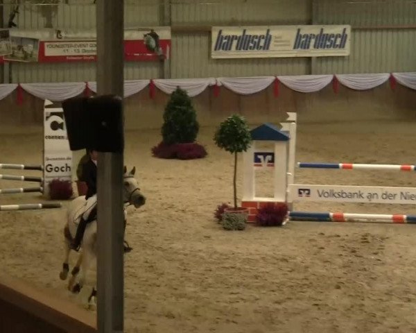 broodmare Derby den Tip (KWPN (Royal Dutch Sporthorse), 2005, from Pahunto den Tip) broodmare Derby den Tip (KWPN (Royal Dutch Sporthorse), 2005, from Pahunto den Tip)