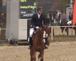 Dressurpferd Paule 48 (Westfale, 2009, von Peking)