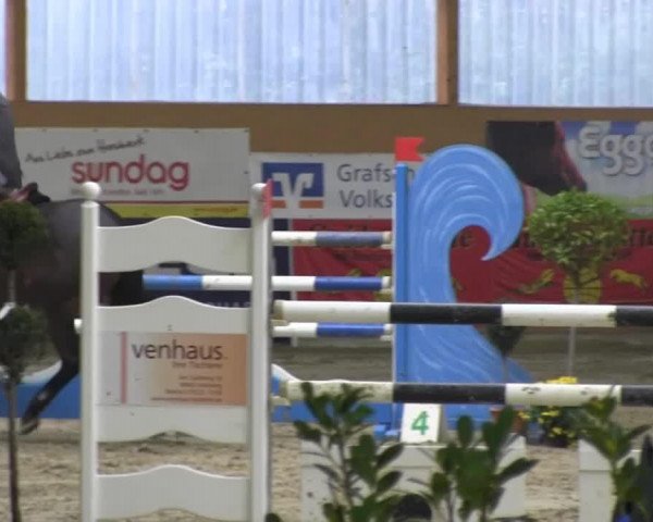 jumper Annebel (KWPN (Royal Dutch Sporthorse), 2005, from Cantos)