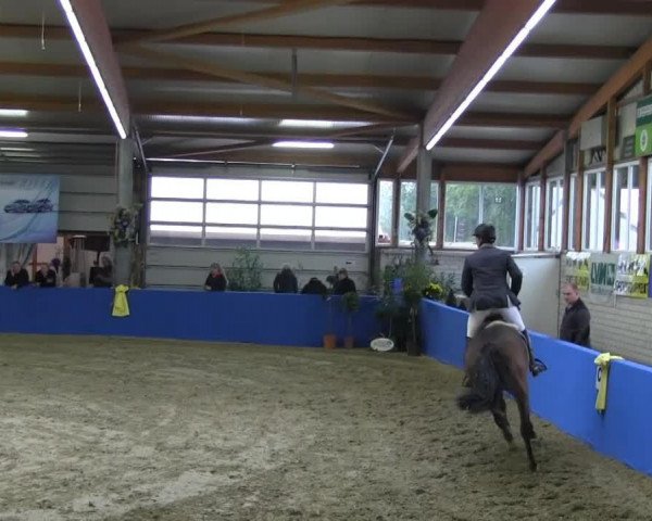 jumper Centa Bella (KWPN (Royal Dutch Sporthorse), 2007, from Ovidius)