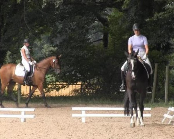 dressage horse Fanta de la Amour (Oldenburg, 2009, from San Amour I)