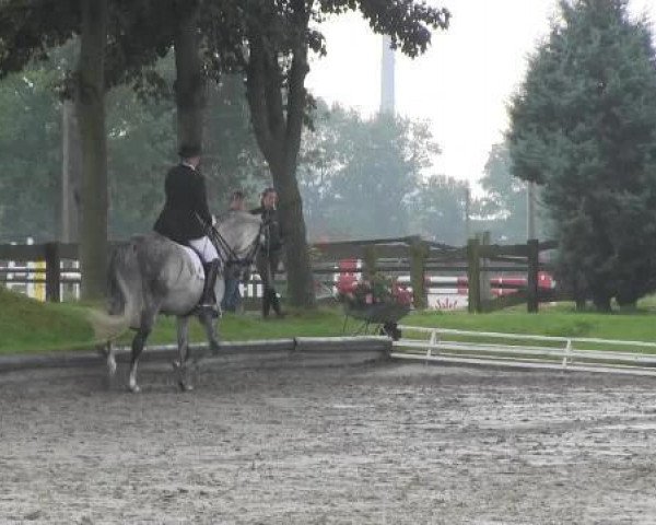 dressage horse Rothschild 14 (Oldenburg, 2004, from Relevant)