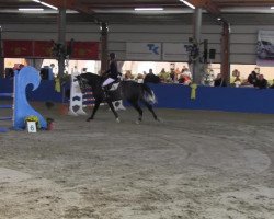 Pferd Casparo 21 (unbekannt, 2008)