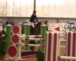 jumper Amiant H (German Sport Horse, 2008, from Arctic)