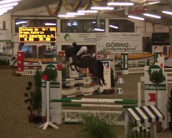 jumper Chelsea du Toultia (Belgian Warmblood, 2009, from Hh Copin van de Broy)