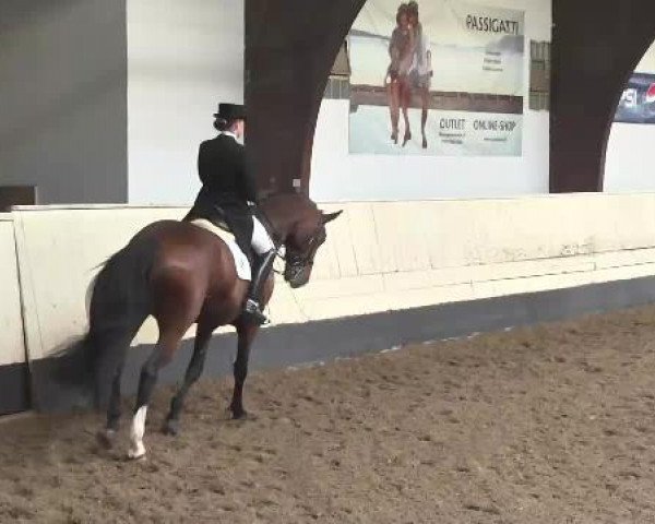 horse Bobby McGee (Westphalian, 2007, from Balou du Rouet)