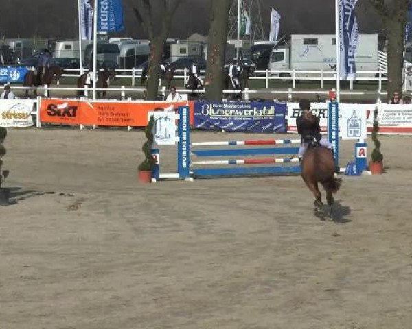 broodmare Tamara (German Riding Pony, 2002, from Lady's Wise Guy) broodmare Tamara (German Riding Pony, 2002, from Lady's Wise Guy)