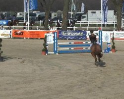 broodmare Tamara (German Riding Pony, 2002, from Lady's Wise Guy)