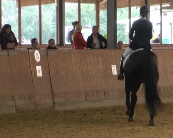dressage horse Richambeau (Oldenburg, 2006, from Rosario 37)