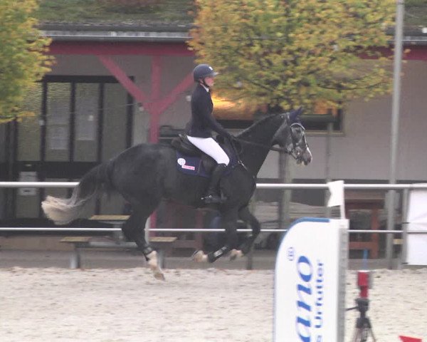 Reitturnier Achern 2020