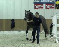 horse Hengst von Levisonn (Oldenburg, 2011, from Levisonn 208 FIN)