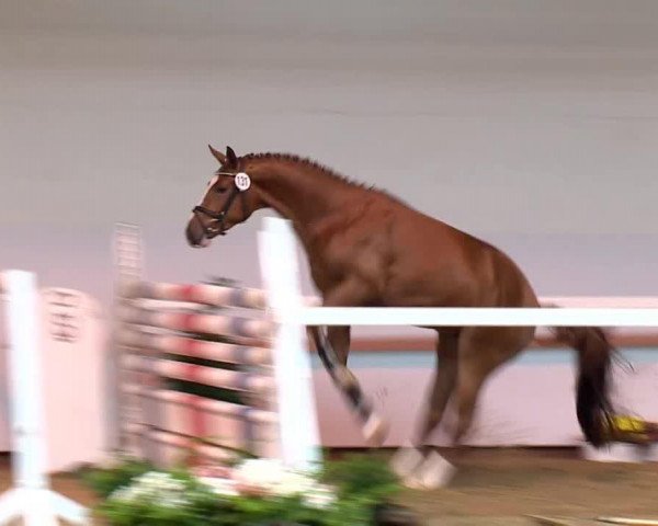 horse Dia de Revel (Oldenburg, 2011, from Diamant de Semilly)