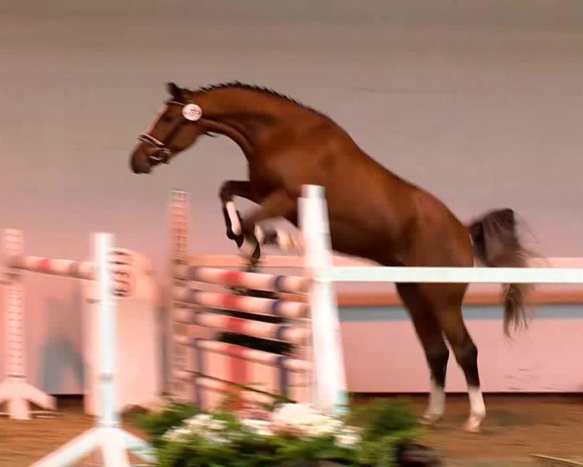 Springpferd Quipero R (Oldenburger, 2011, von Qui Maro)